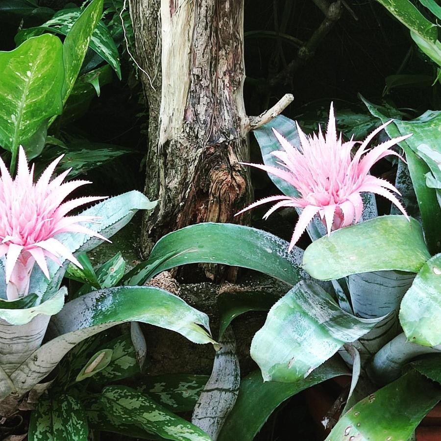 Recanto Toca Das Plantas De Ilhabela II Экстерьер фото