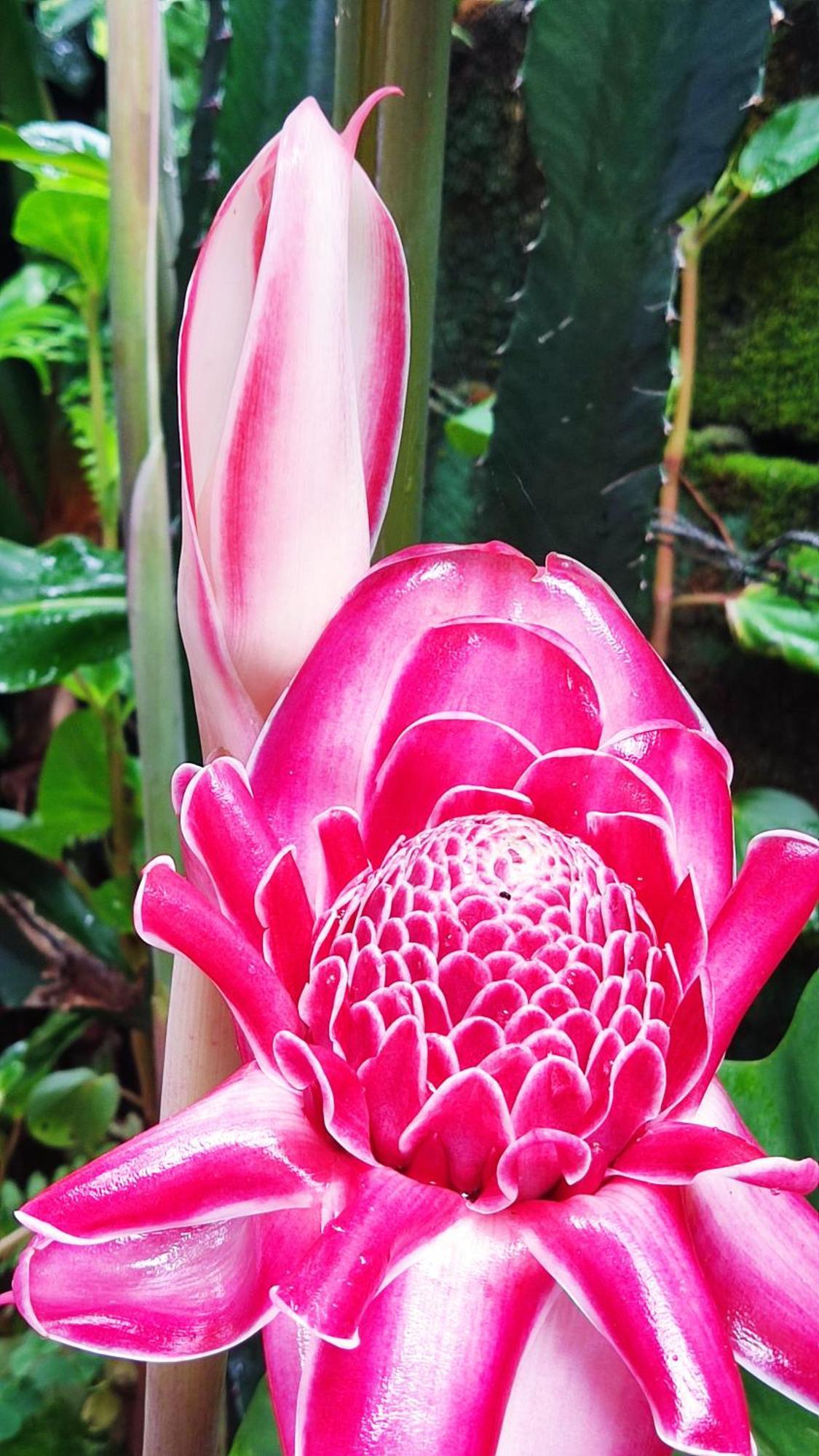 Recanto Toca Das Plantas De Ilhabela II Экстерьер фото