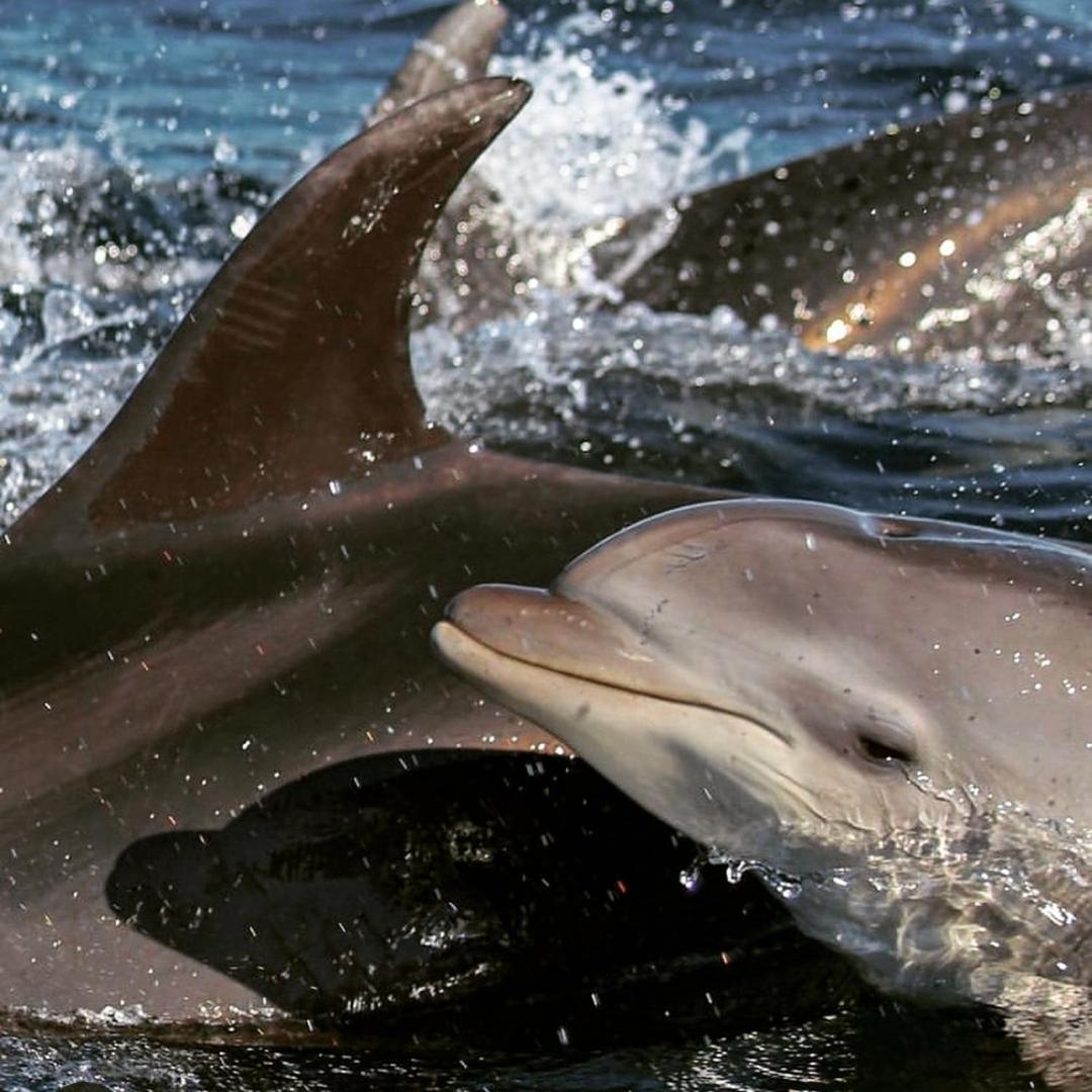 Recanto Toca Das Plantas De Ilhabela II Экстерьер фото